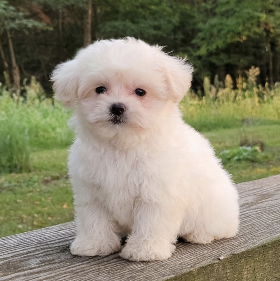 comprar cachorros sanos, baratos y asequibles para la venta